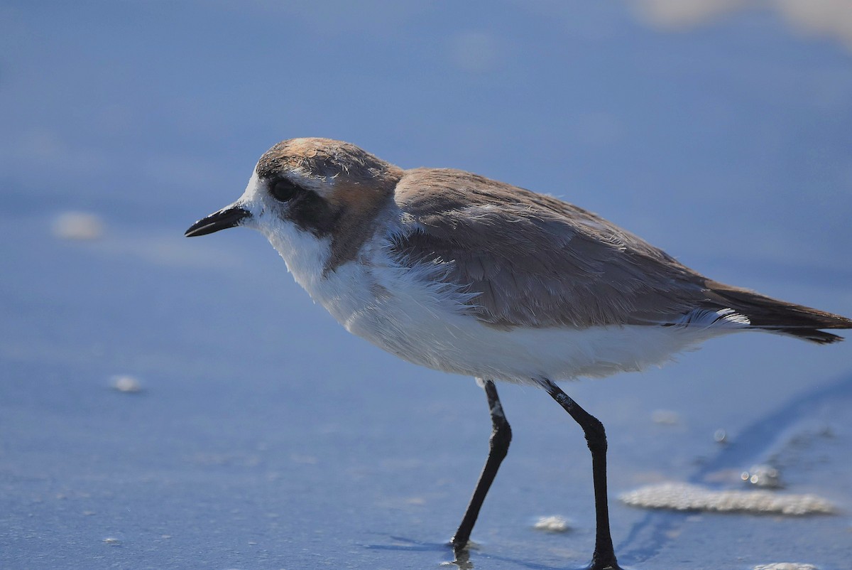 Puna Plover - Juan camilo Rodriguez