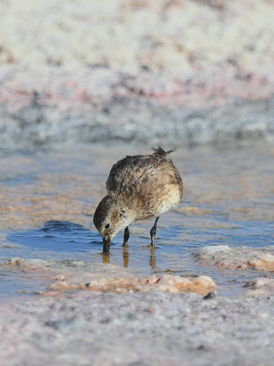 Baird's Sandpiper - ML612613982