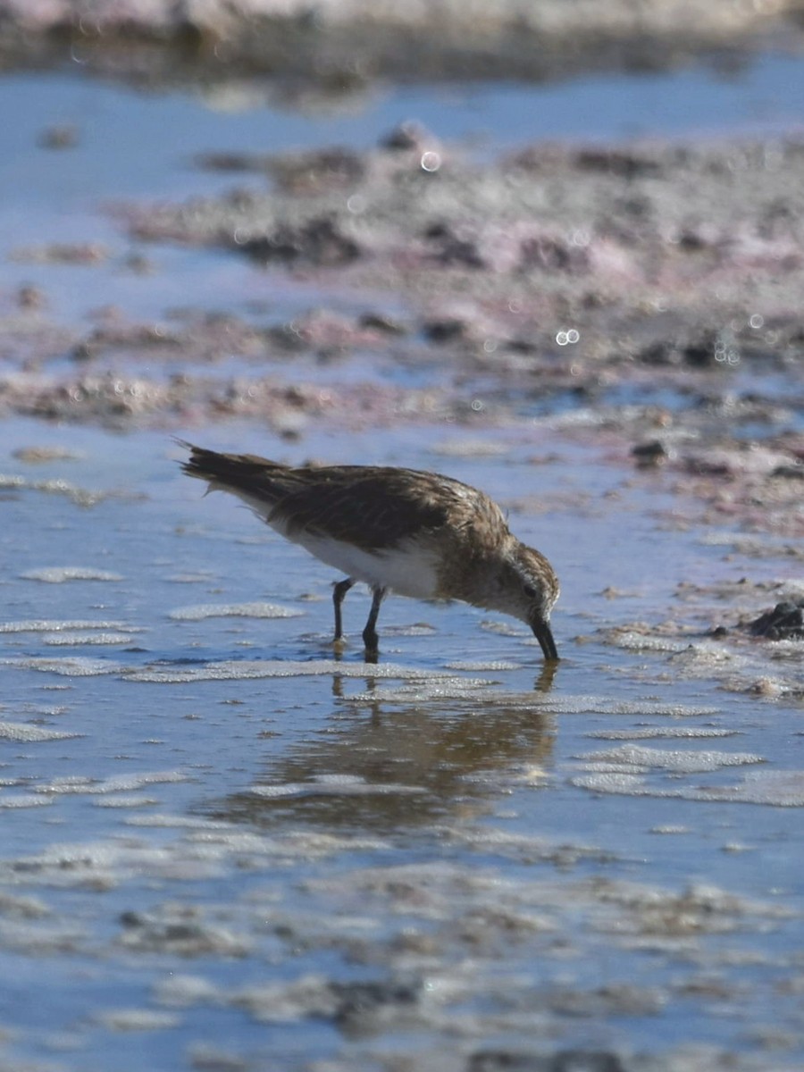 Baird's Sandpiper - Juan camilo Rodriguez