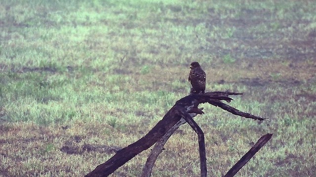 káně krahujová - ML612614001