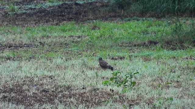 Roadside Hawk - ML612614003