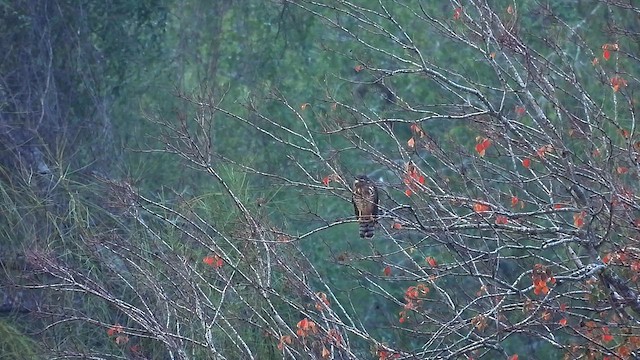 Roadside Hawk - ML612614004