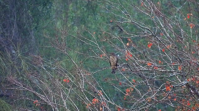 Roadside Hawk - ML612614005