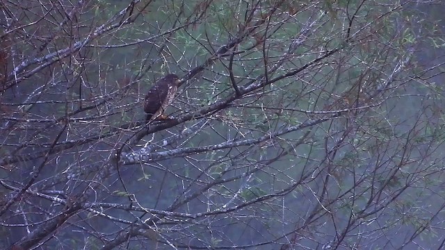 Roadside Hawk - ML612614007