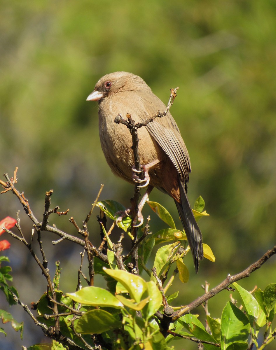 Abert's Towhee - ML612614016