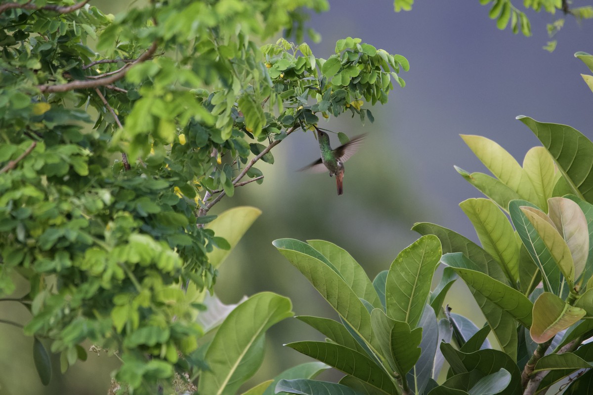 Rufous-tailed Hummingbird - Lukas Weinhold