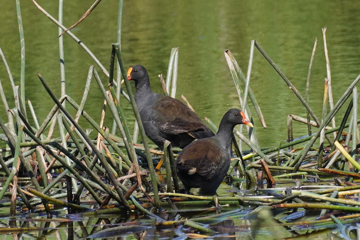 Dusky Moorhen - ML612614047