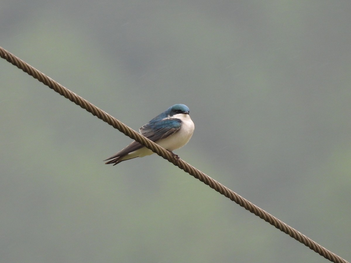 Tree Swallow - Bosco Greenhead