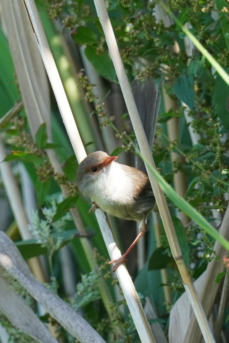 Superb Fairywren - ML612614074