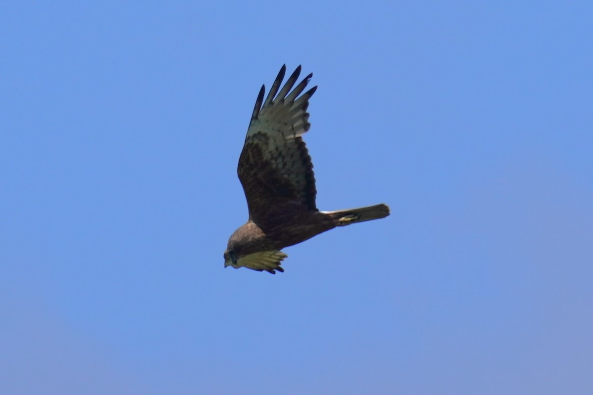 Swamp Harrier - ML612614130