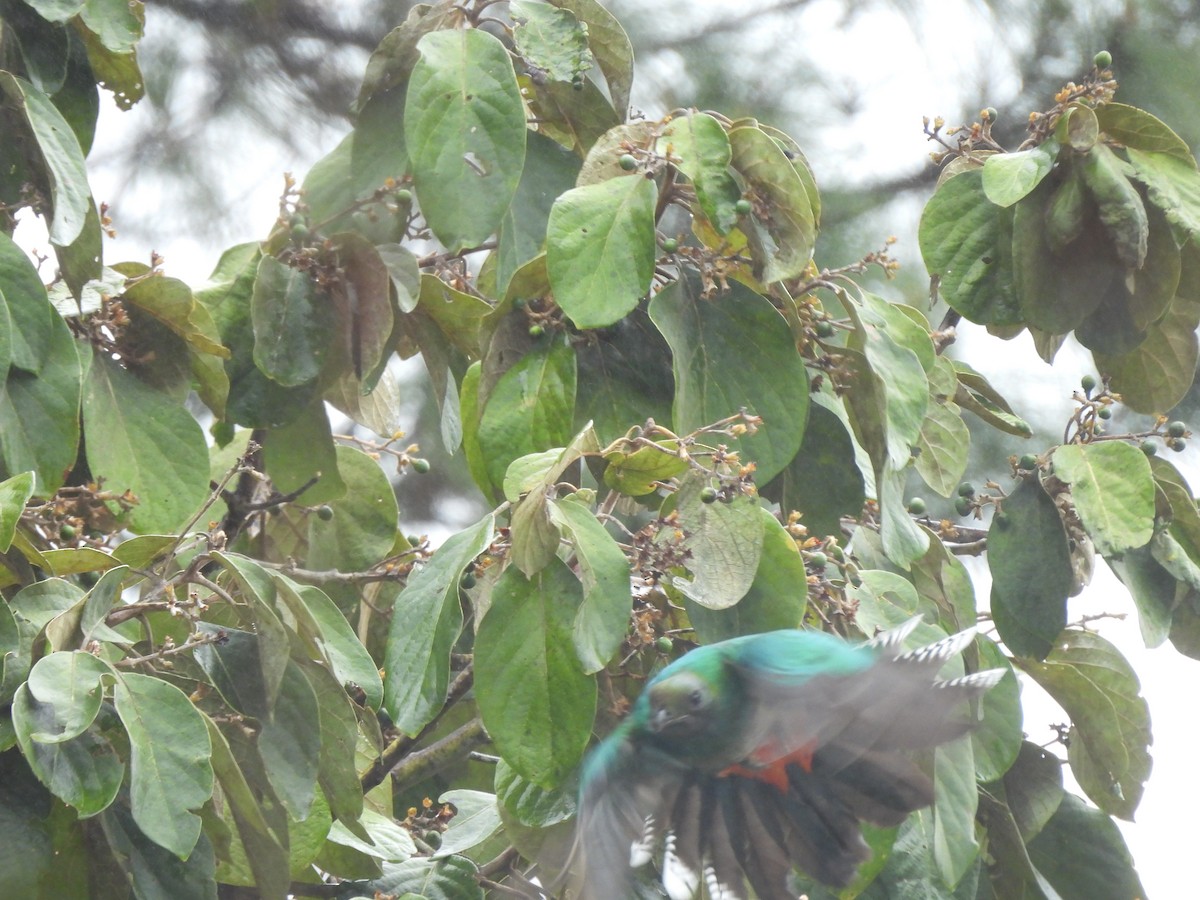 Resplendent Quetzal - ML612614145