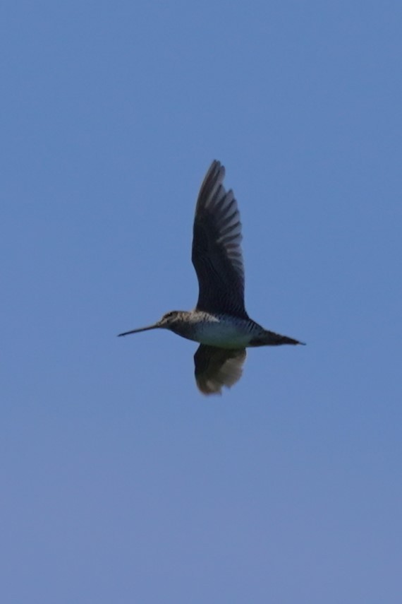 Latham's Snipe - ML612614154