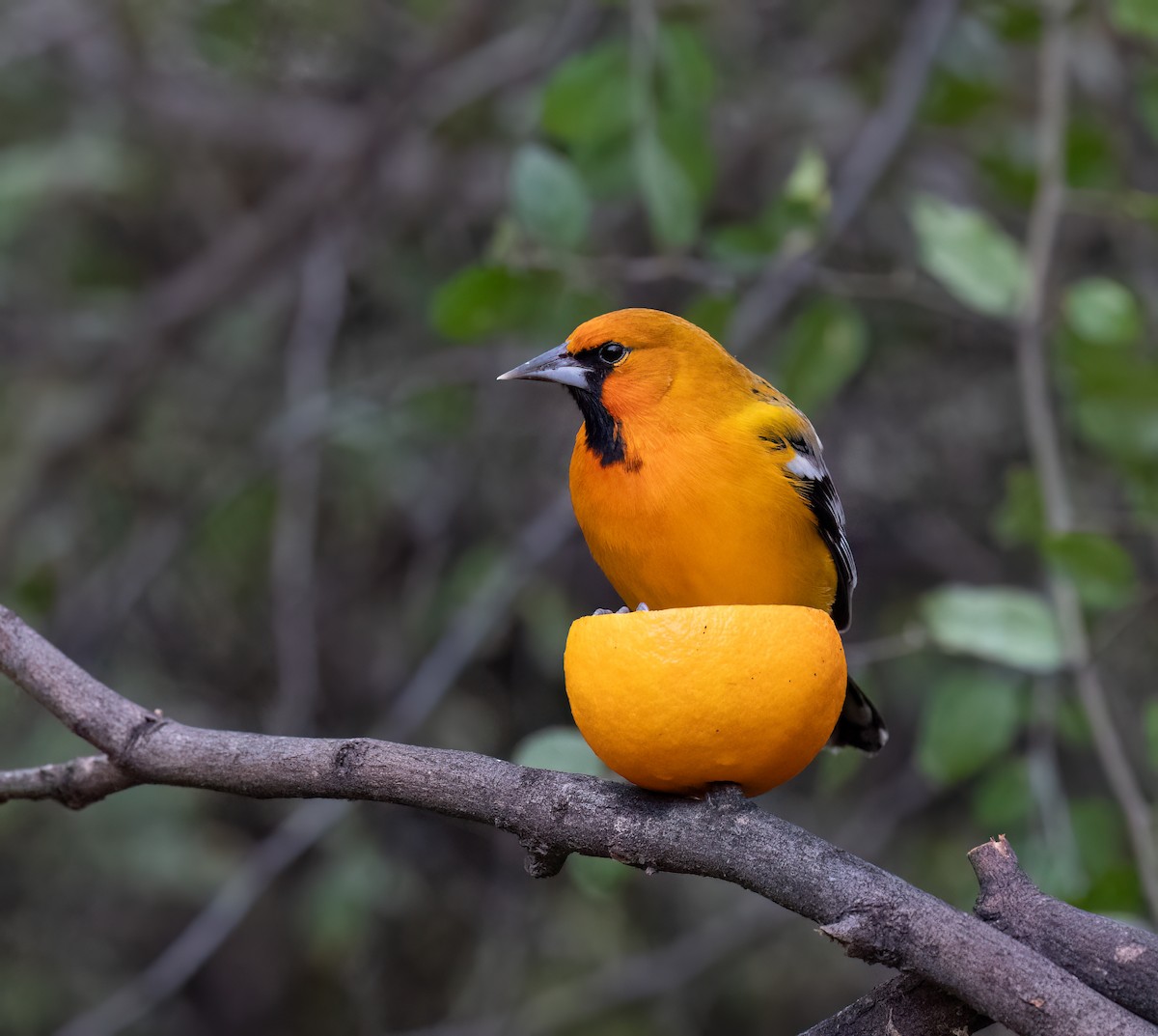 Streak-backed Oriole (West Mexican) - ML612614219