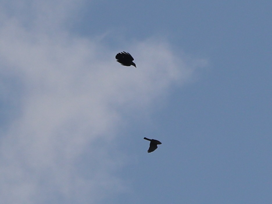 finkehauk - ML612614318