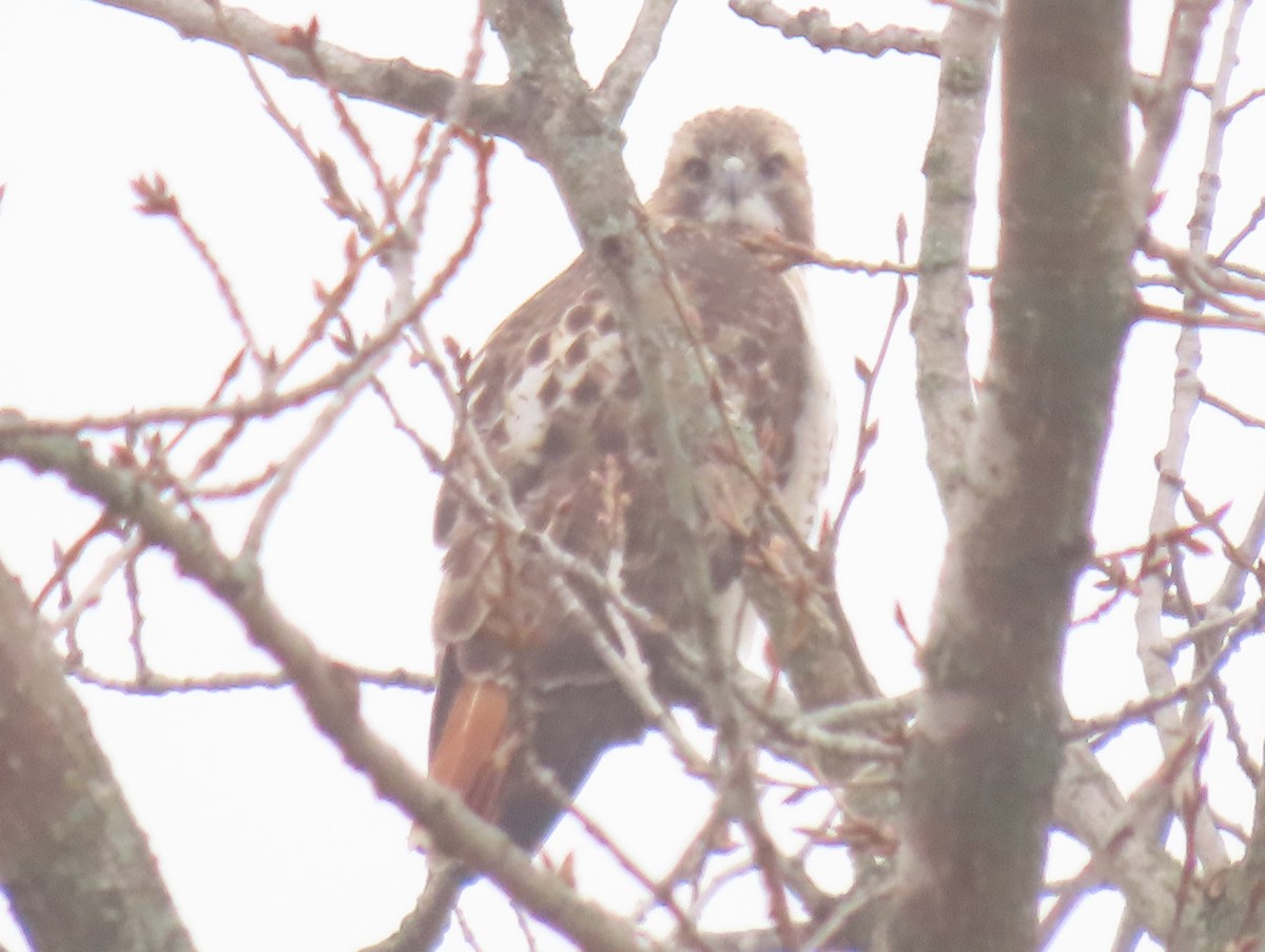 Red-tailed Hawk - ML612614331
