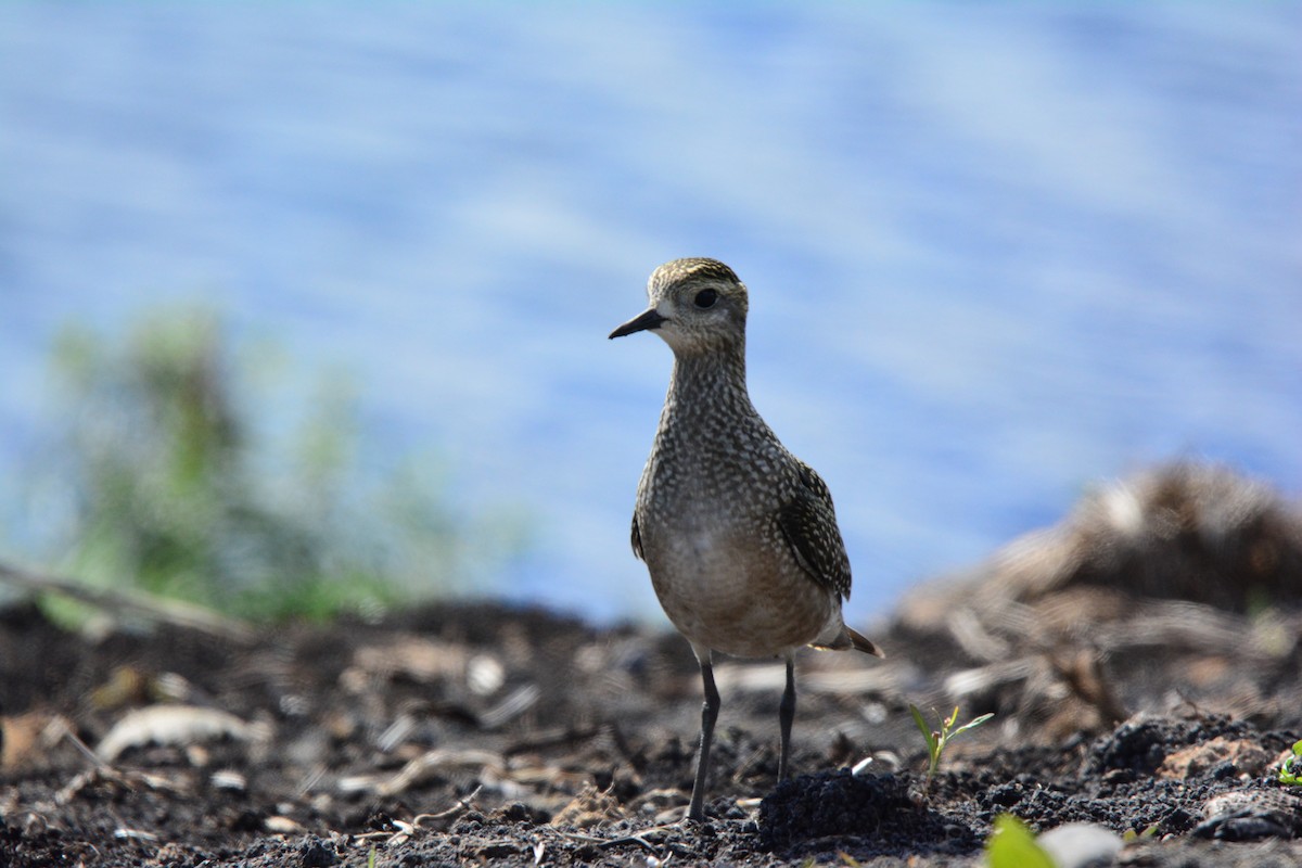 American Golden-Plover - ML61261451