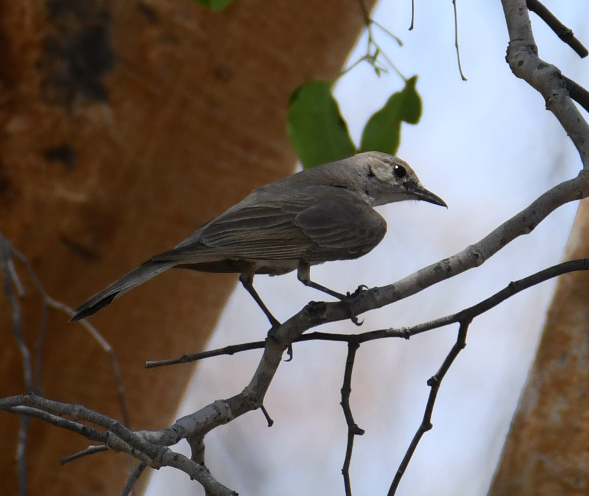 Pale Flycatcher - ML612614556