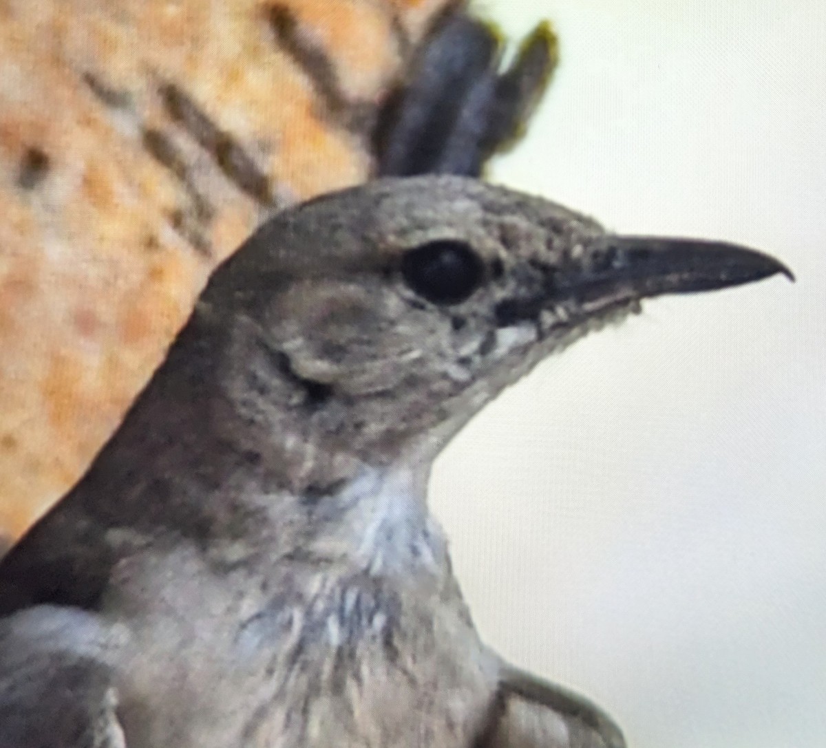 Pale Flycatcher - ML612614557