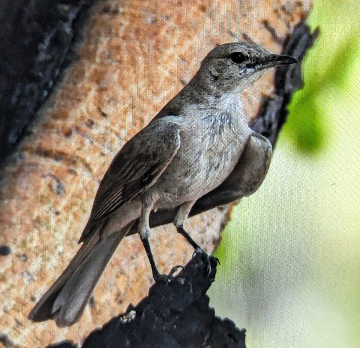 Pale Flycatcher - ML612614558