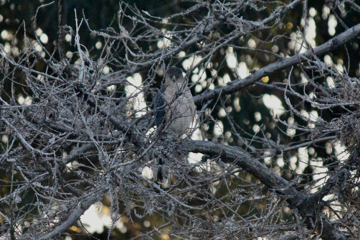 Cooper's Hawk - ML612614581