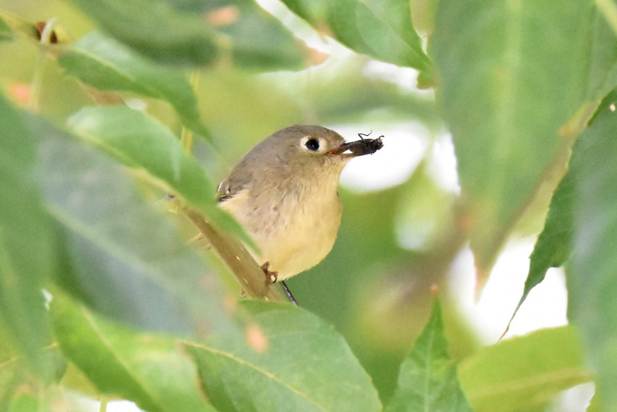 Ruby-crowned Kinglet - ML612614640