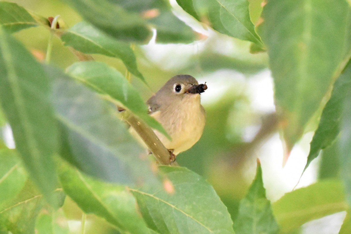 Ruby-crowned Kinglet - ML612614641
