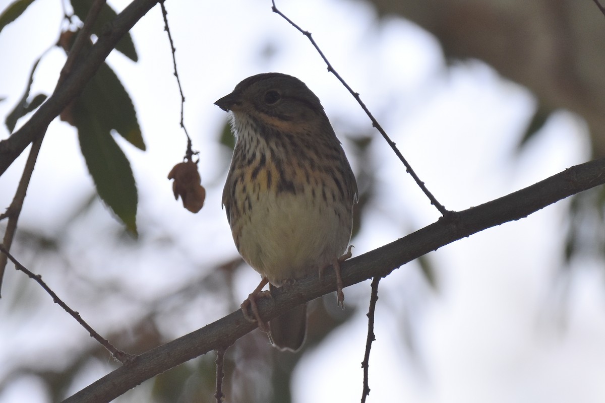 Lincoln's Sparrow - ML612614642