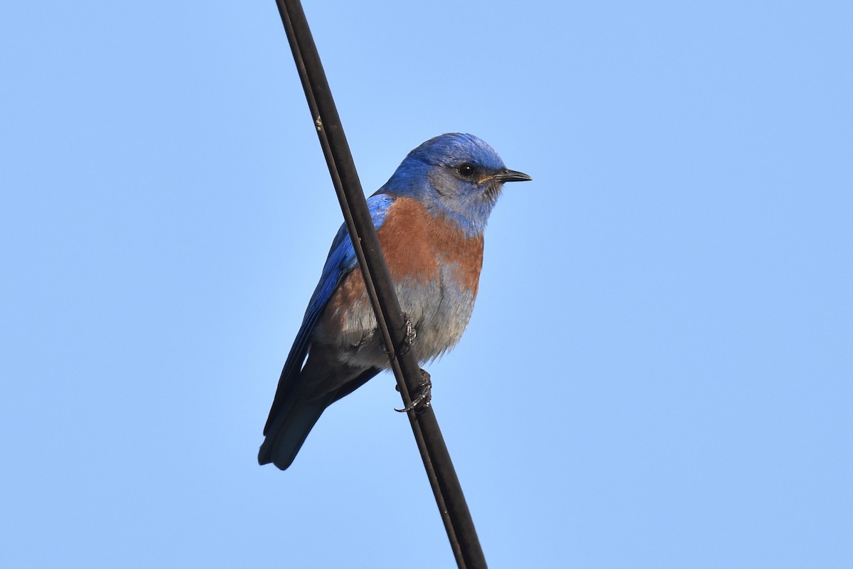 Western Bluebird - ML612614674