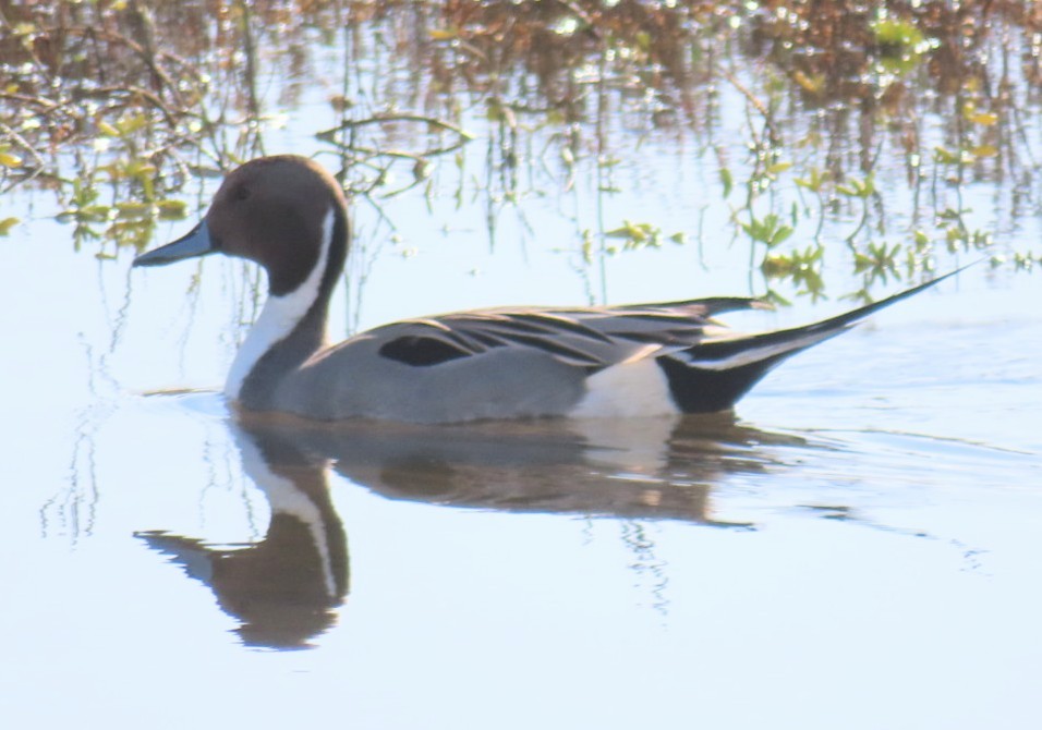 Northern Pintail - ML612614691