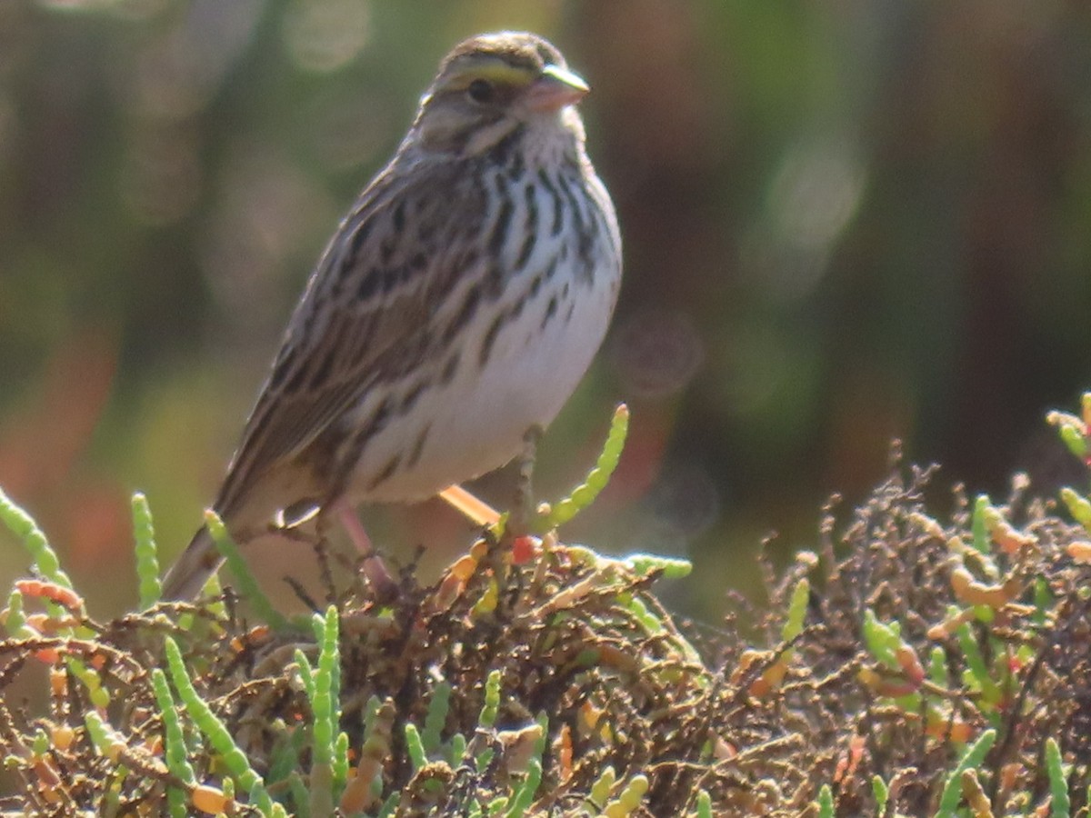 Savannah Sparrow - ML612614718