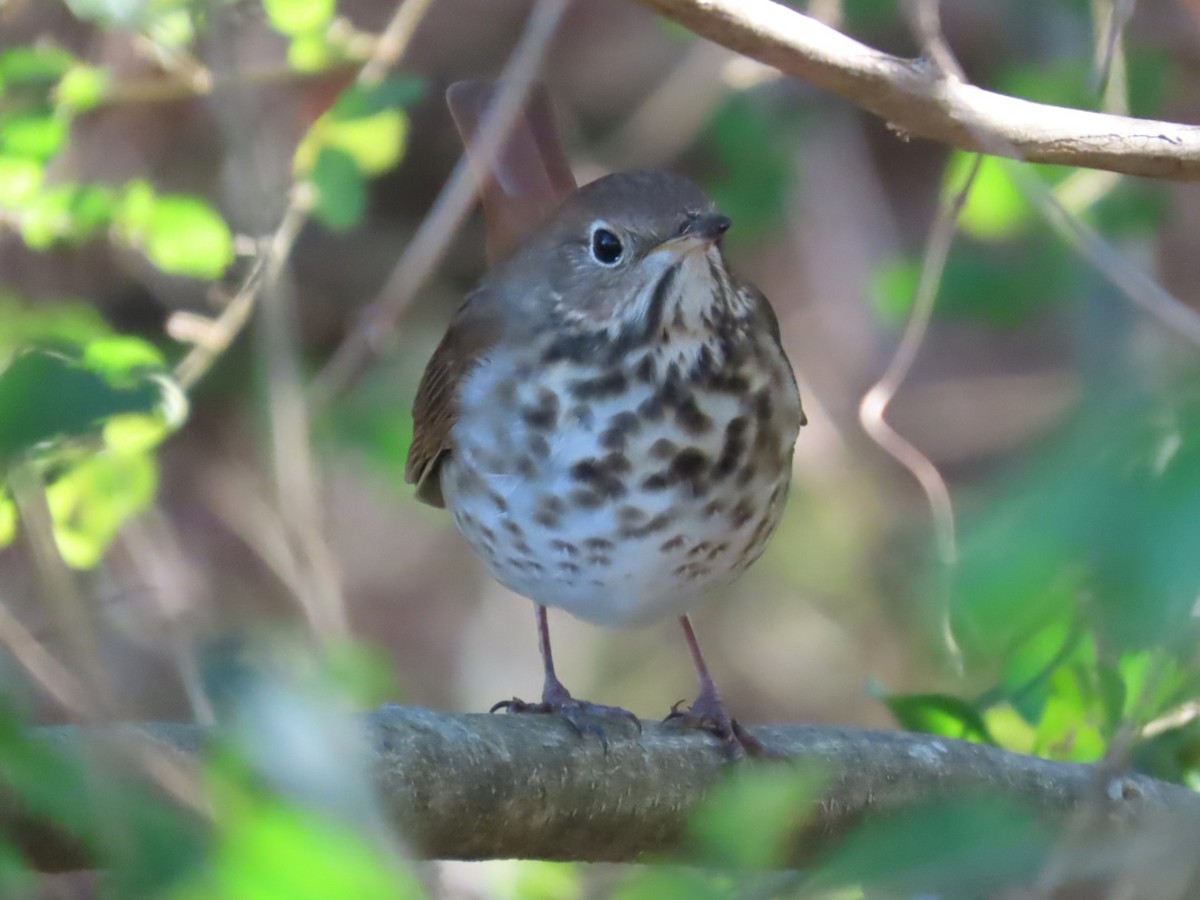 Hermit Thrush - ML612614750