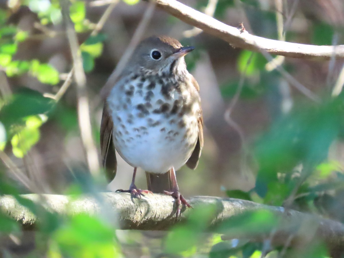 Hermit Thrush - ML612614752