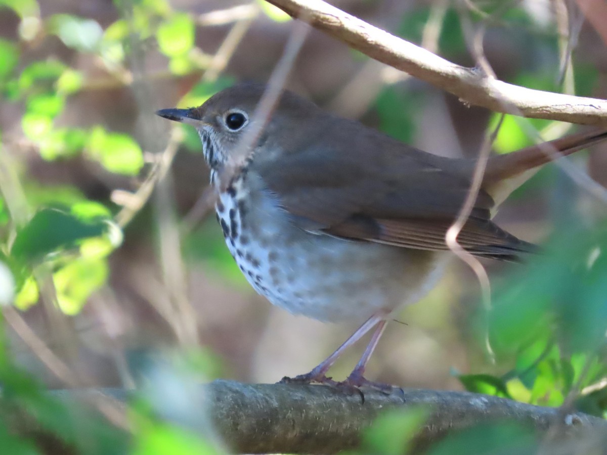 Hermit Thrush - ML612614754