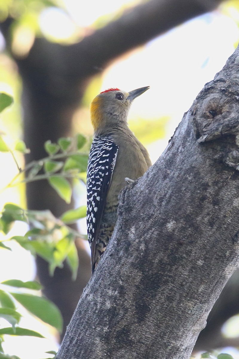 Hoffmann's Woodpecker - David Forsyth