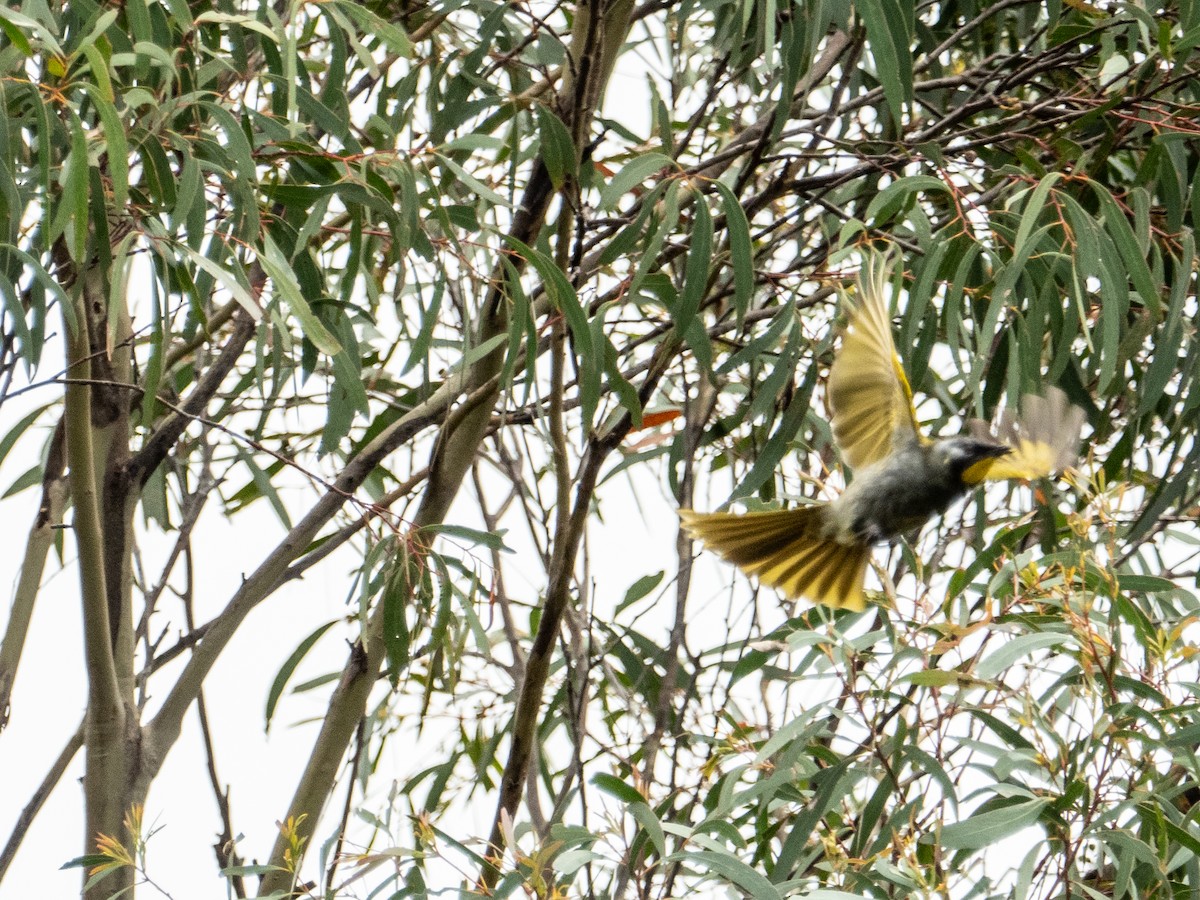 Yellow-throated Honeyeater - ML612614821