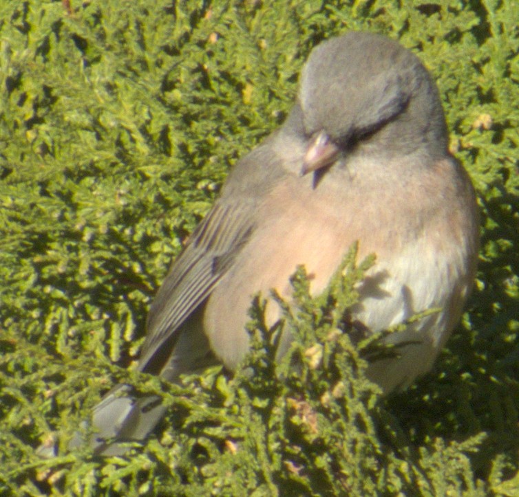 Dark-eyed Junco (Pink-sided) - ML612614829