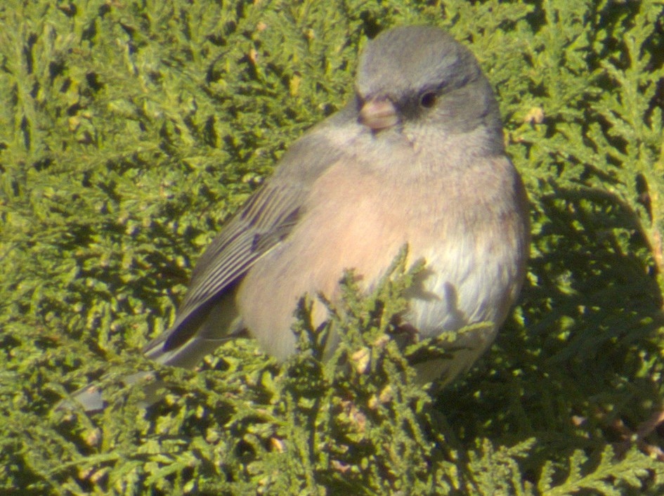 Dark-eyed Junco (Pink-sided) - ML612614831