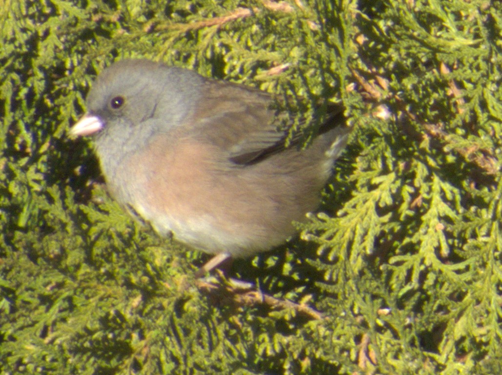 Dark-eyed Junco (Pink-sided) - ML612614833