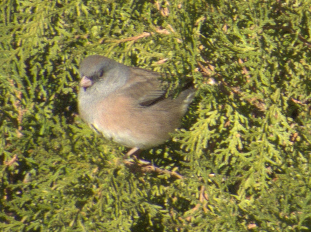 Dark-eyed Junco (Pink-sided) - ML612614835