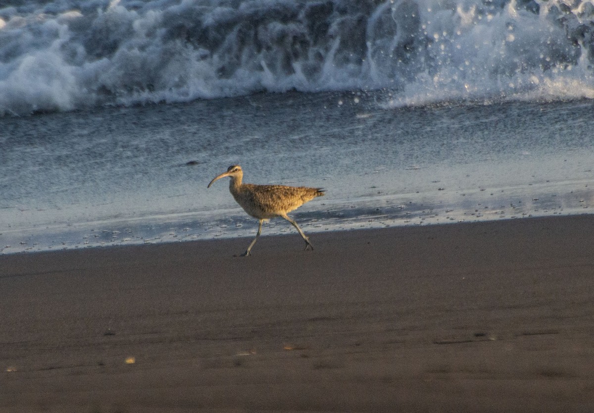 Whimbrel - ML612614845