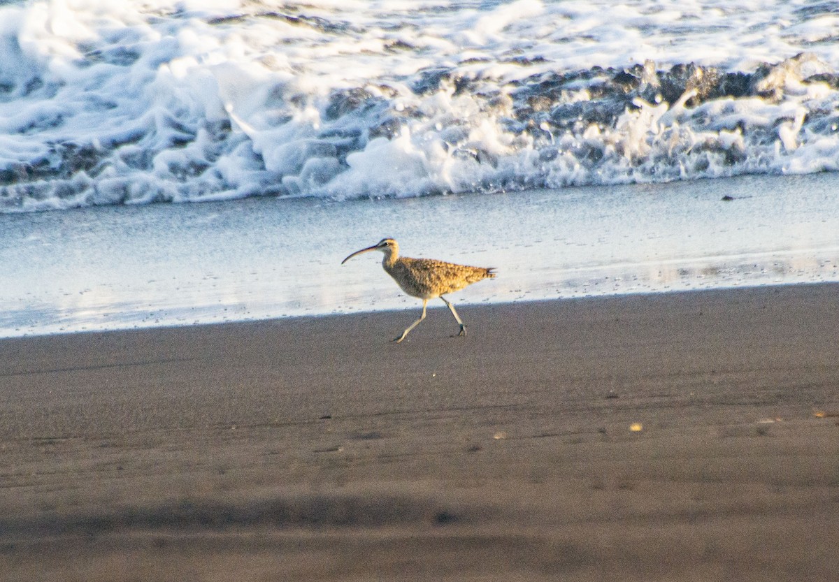 Whimbrel - Mauricio Rodriguez