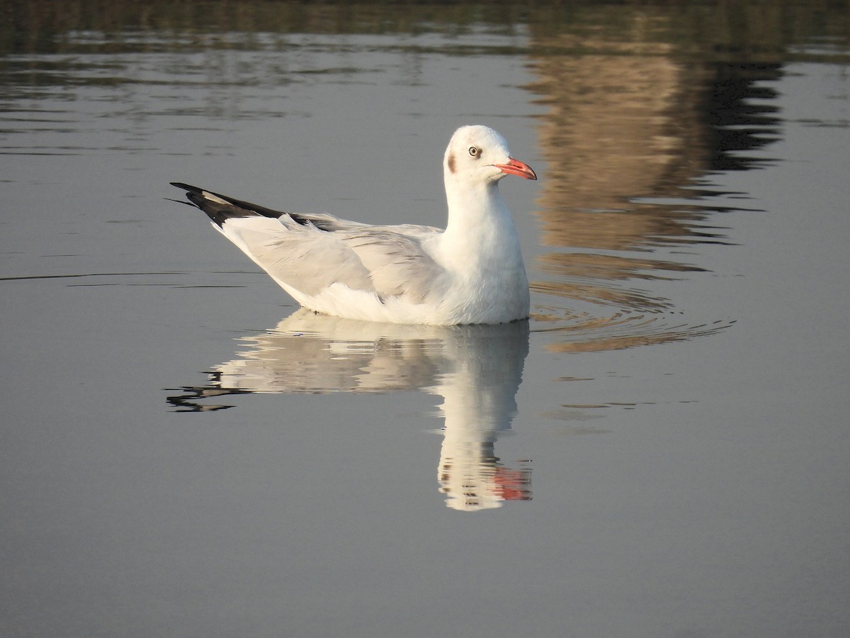 Brown-headed Gull - ML612614879