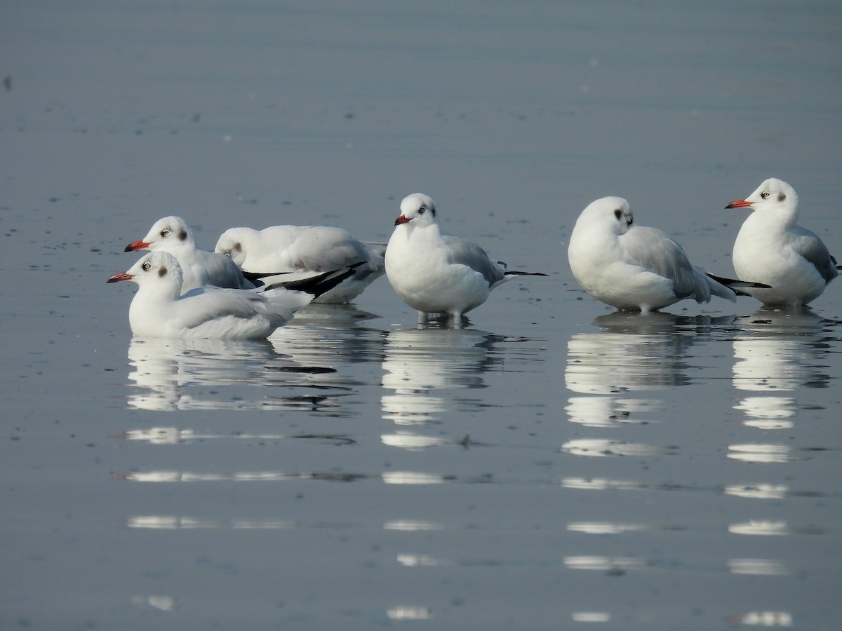 Brown-headed Gull - ML612614881