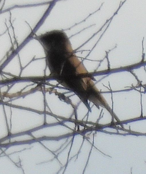 Eastern Phoebe - ML612614952