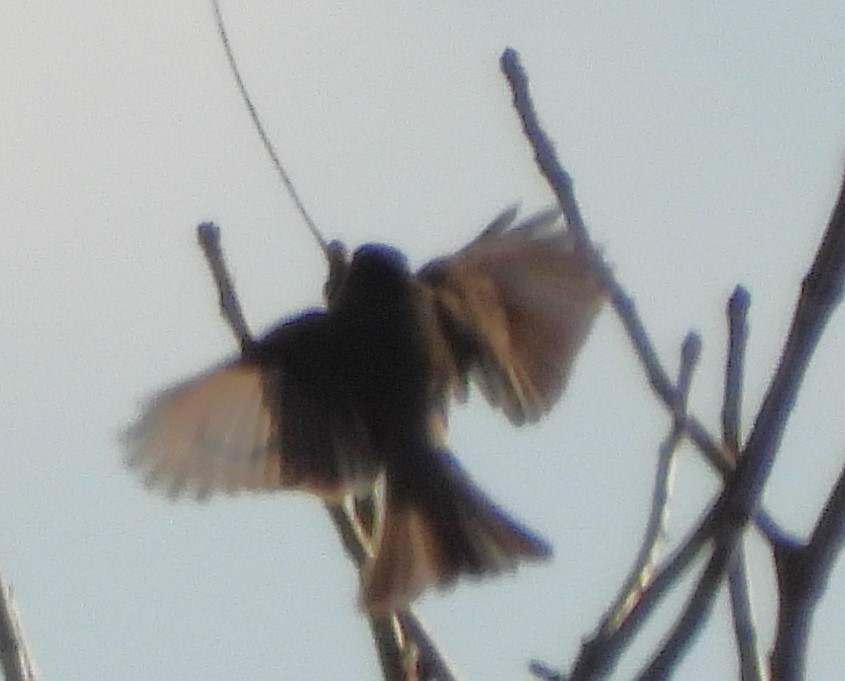 Eastern Phoebe - ML612614954