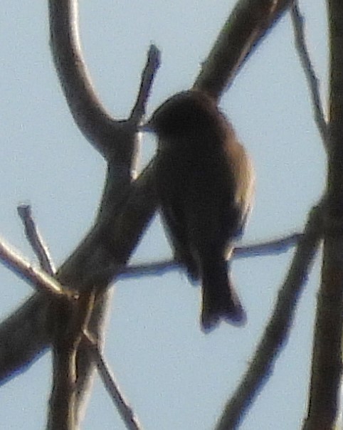 Eastern Phoebe - ML612614955