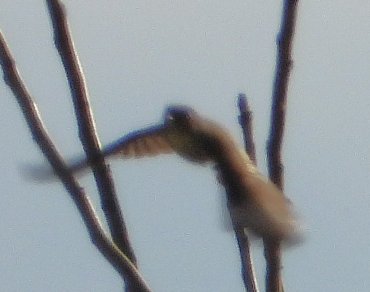 Eastern Phoebe - Eric Haskell