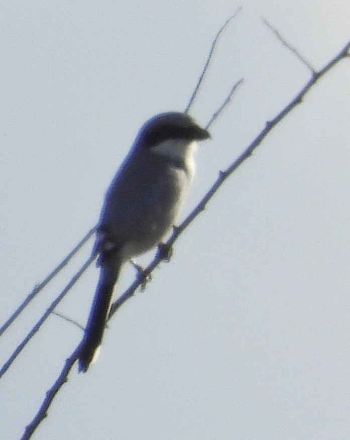 Loggerhead Shrike - ML612614969