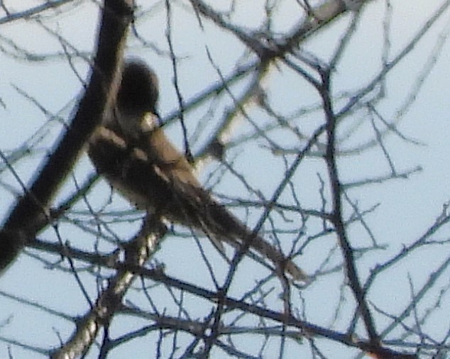 Eastern Phoebe - ML612614978