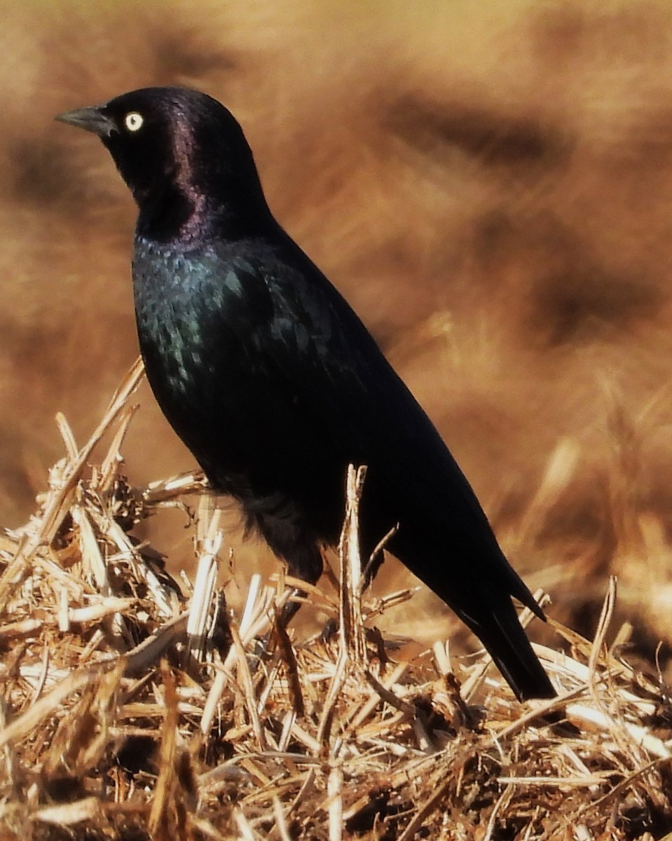 Brewer's Blackbird - ML612615005